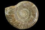 Perisphinctes Ammonite - Jurassic #90455-1